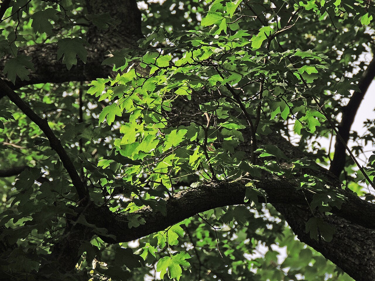 Acer campestre
