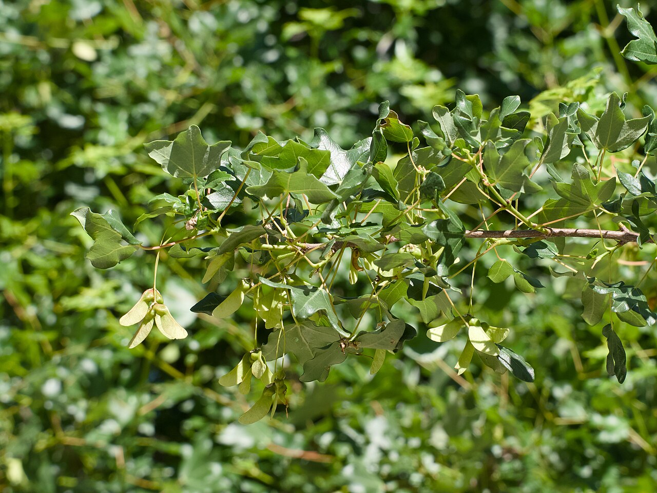 Acer monspessulanum