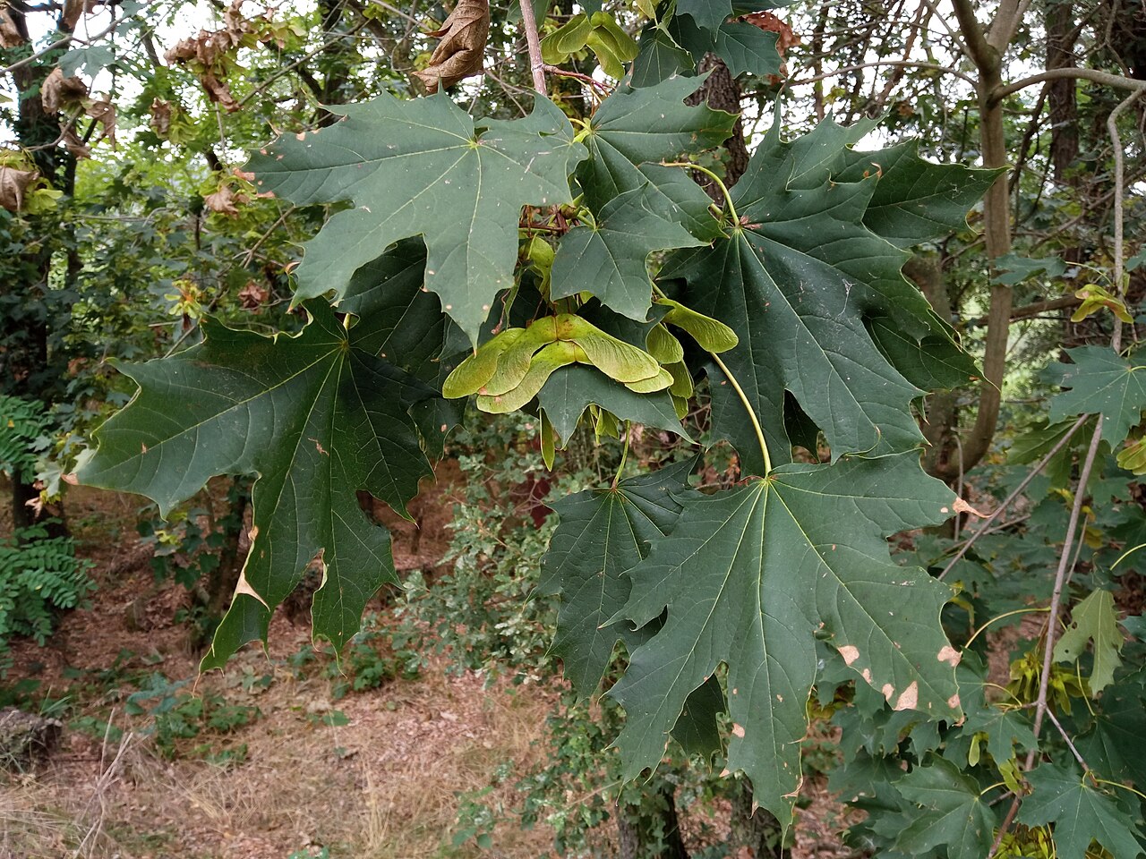 Acer platanoides
