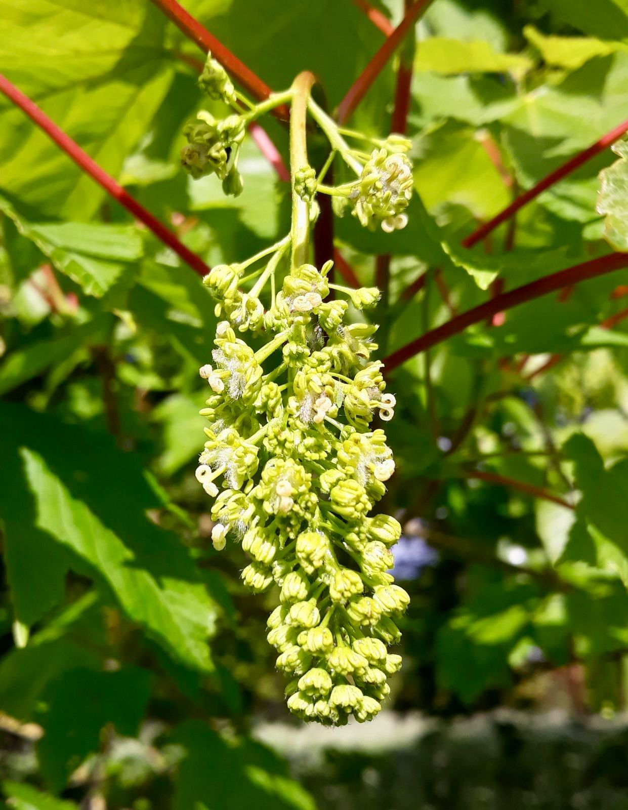 Acer pseudoplatanus