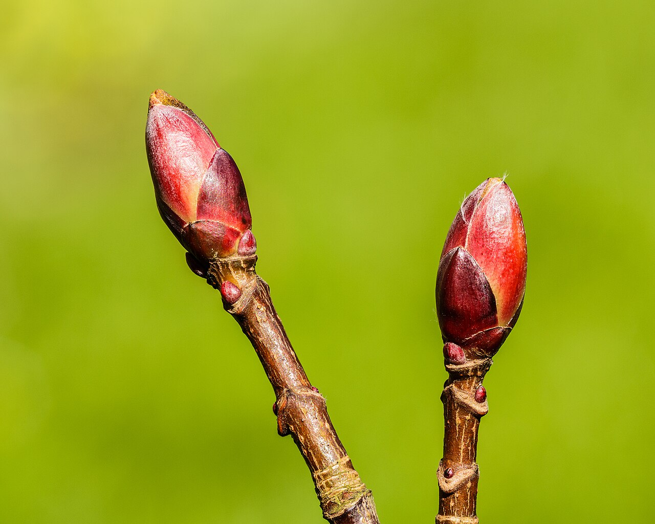 Acer pseudoplatanus