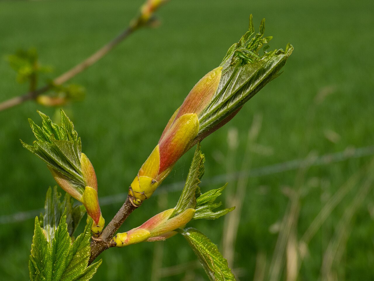Acer sp.