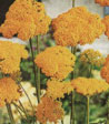 Achillea fillipendulina 'Parker's varietat'