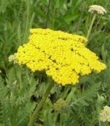 Achillea fillipendulina 'Summer Gold'