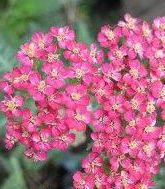 Achillea hy. 'Belle Epoque'