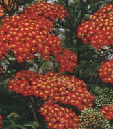 Achillea hy. 'Feuerland'
