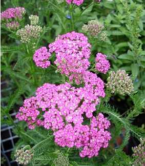 Achillea hy. 'Pretty Belinda'