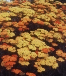 Achillea hy. 'Terracotta'