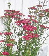 Achillea hy. 'Velour'