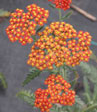 Achillea hy. 'Walter Funke'