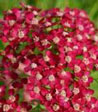 Achillea millefolium 'Cristel'