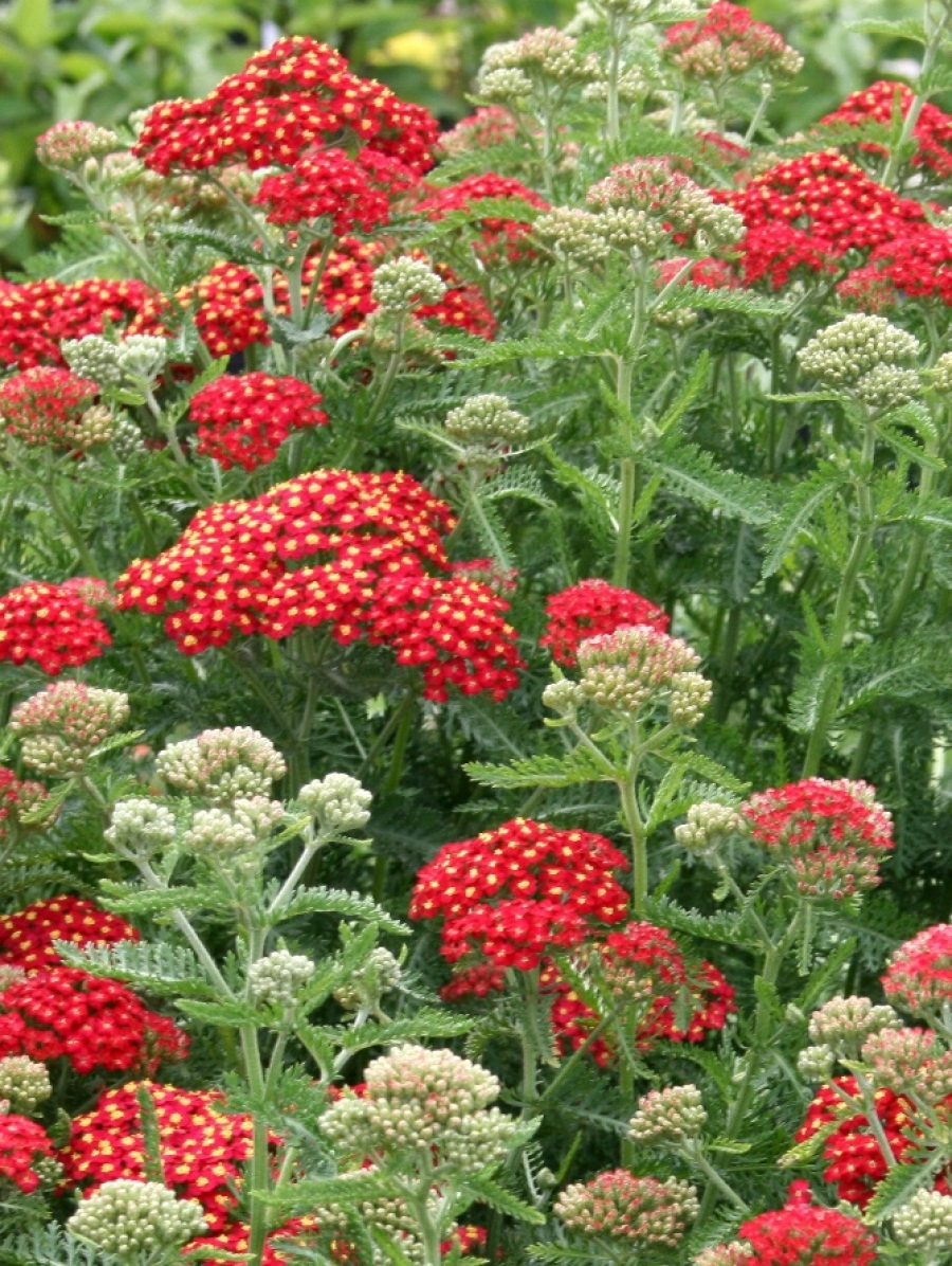 Achillea millefolium 'Desert Eve Red'