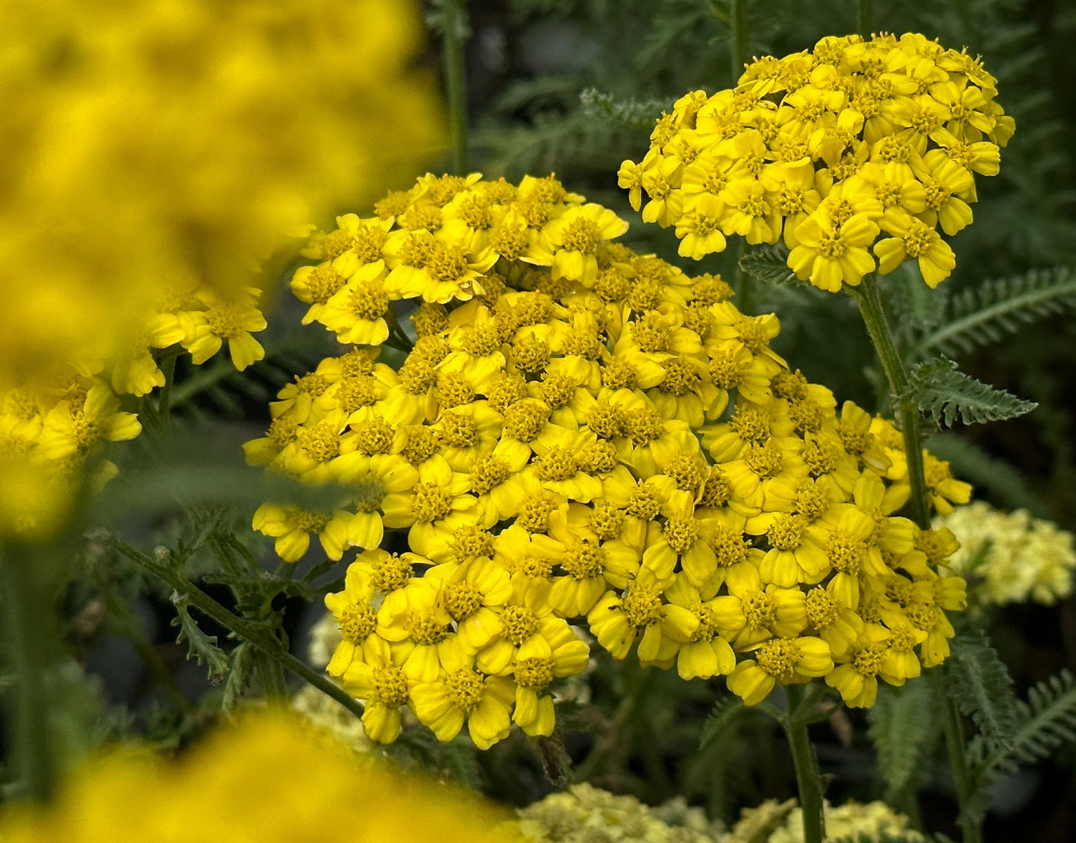 Achillea millefolium 'Desert Eve Yellow'