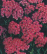 Achillea millefolium 'Kirschkonigin'