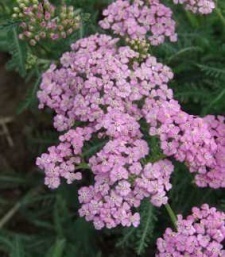 Achillea millefolium 'Lilac Beauty'