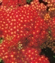 Achillea millefolium 'Paprika'