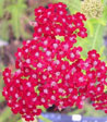 Achillea millefolium 'Petra'