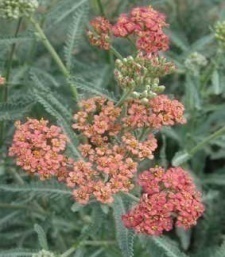 Achillea millefolium 'Salmon Beauty'