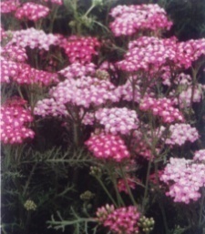 Achillea millefolium 'Smiling Queen'