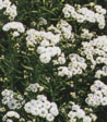 Achillea ptarmica 'Perle'
