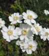 Achillea umbellata