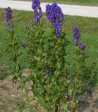 Aconitum septentrienale