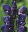 Aconitum x arendsii