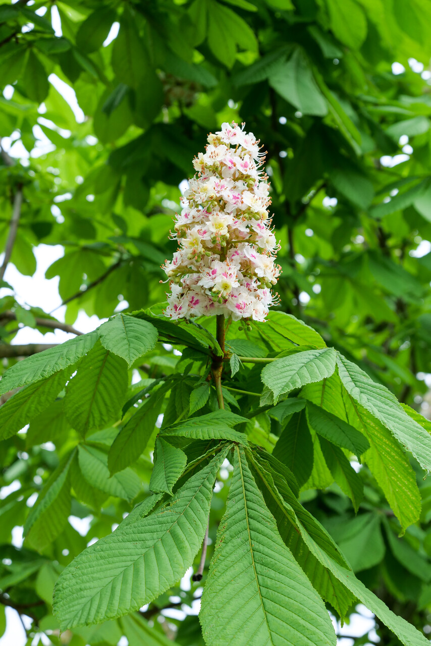 Aesculus hippocastanum