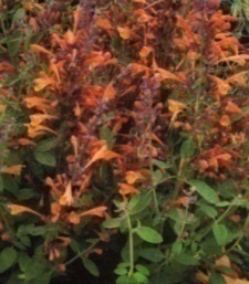 Agastache aurantiaca