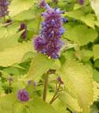 Agastache rugosa (foeniculum) 'Golden Jubilee'
