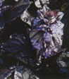 Ajuga reptans 'Atropurpurea'