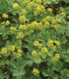 Alchemilla erythropoda