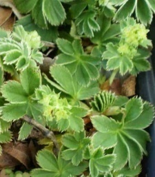 Alchemilla faeroensis var. pumila