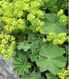 Alchemilla mollis