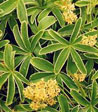 Alchemilla plicatula (asterophylla)