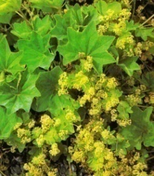 Alchemilla xantochlora (vulgaris)