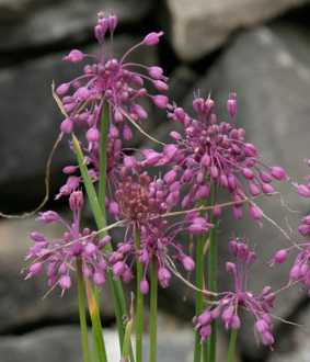 Allium carinatum