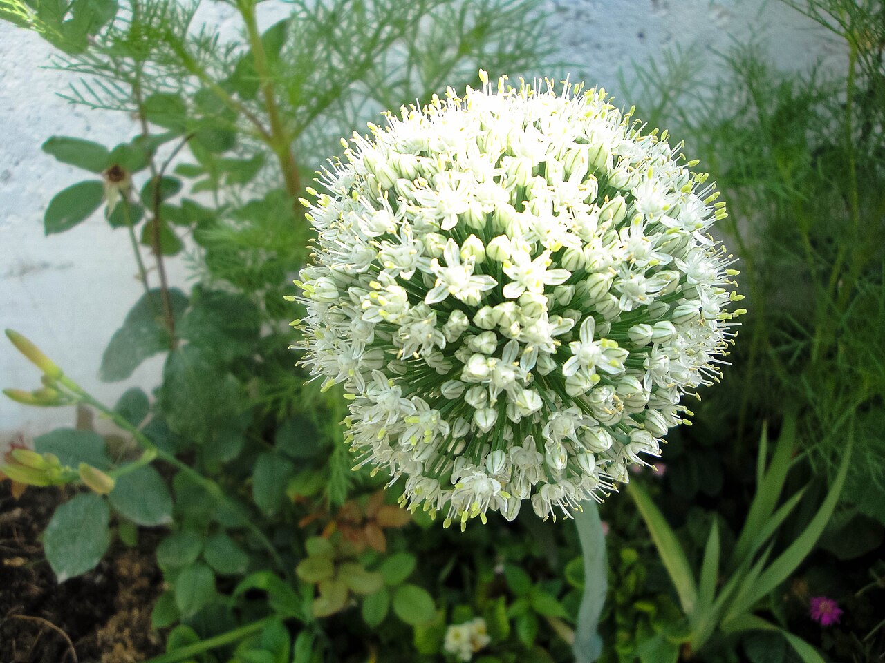 Allium cepa