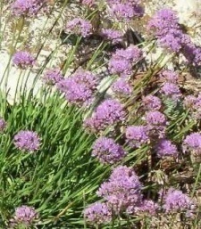 Allium montanum (senescens)