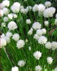 Allium schoenoprasum 'Album'