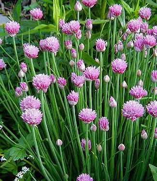 Allium schoenoprasum 'Forescate'