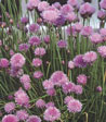 Allium schoenoprasum