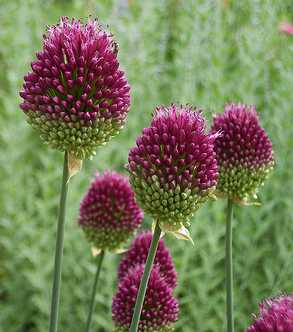 Allium sphaerocephalum