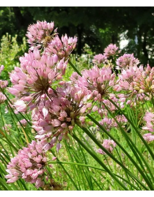 Allium tuberosum 'Rosea'