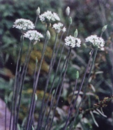 Allium tuberosum