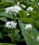 Allium ursinum