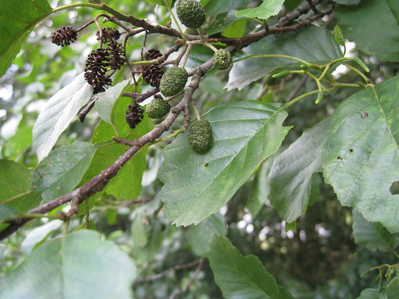 Alnus glutinosa