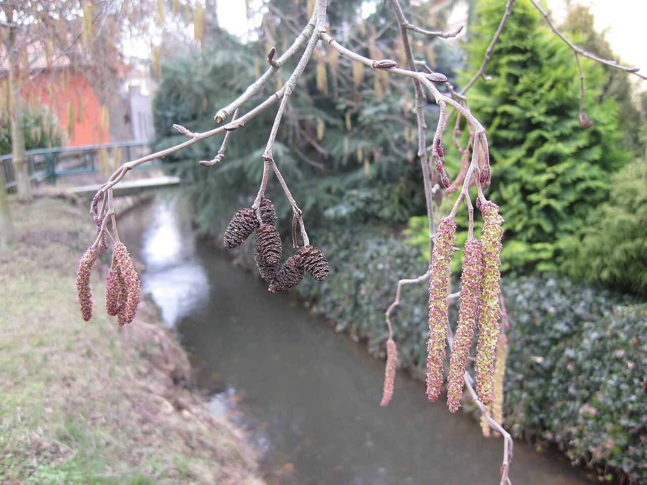 Alnus incana