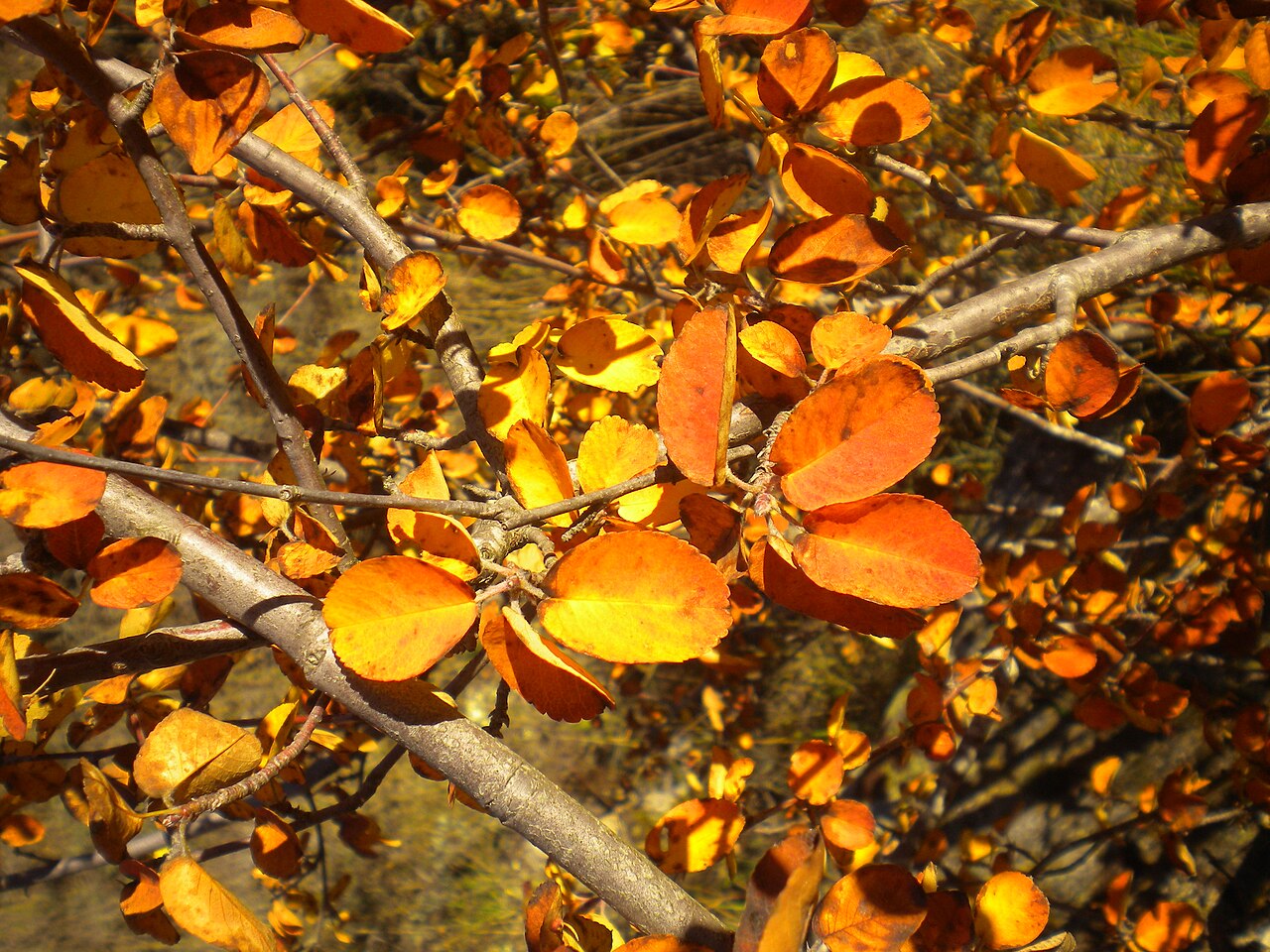 Amelanchier ovalis