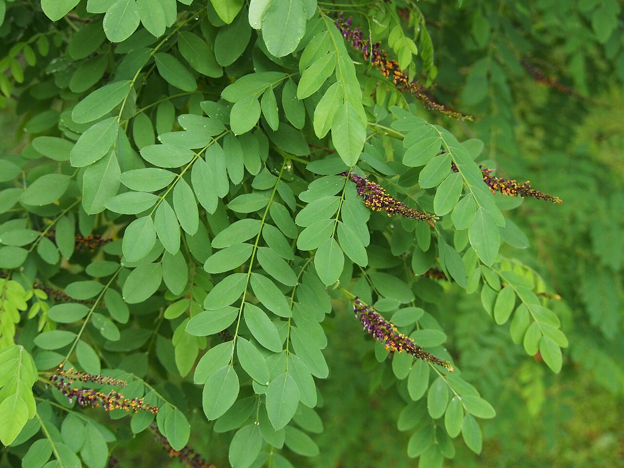 Amorpha fruticosa